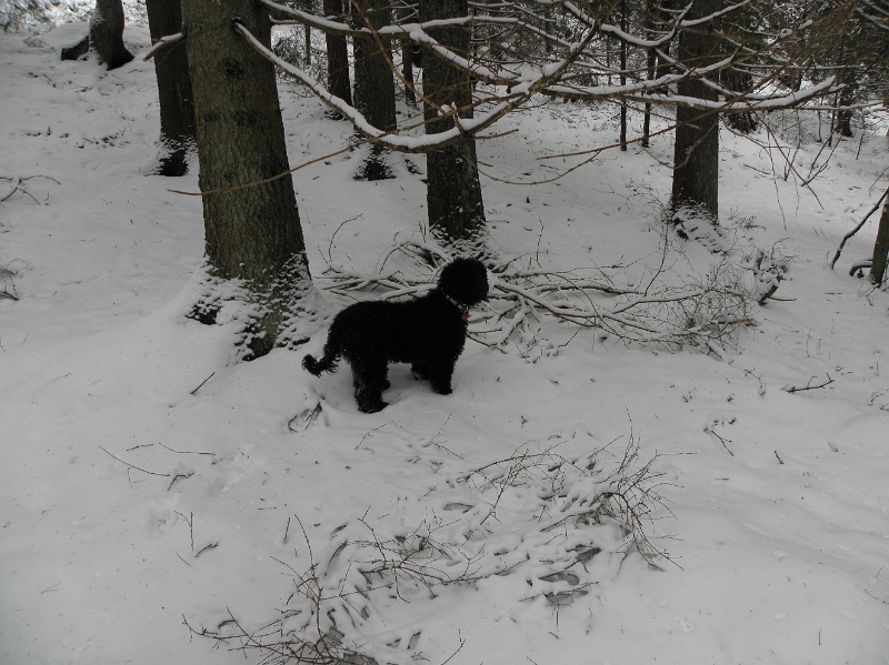 PB252891.JPG - Än finns det inte så mycket snö, det går fortfarande att kika runt i skogen.